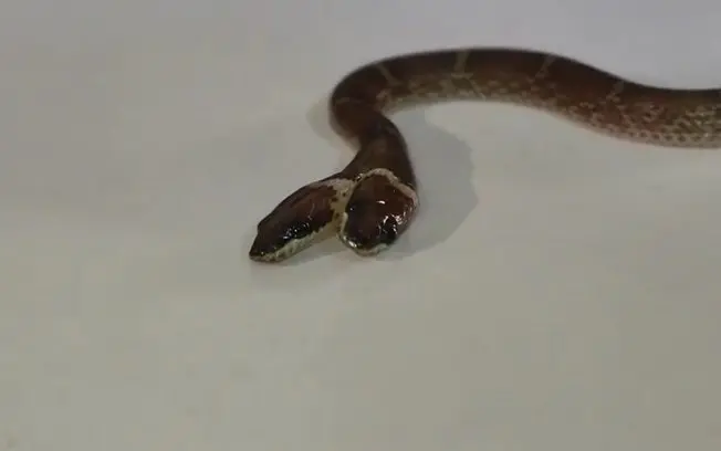 Um caso de bicefalia foi resgatado em Gujarat, Índia, uma cobra-lobo de duas cabeças. O resgate foi feito porque o anim…