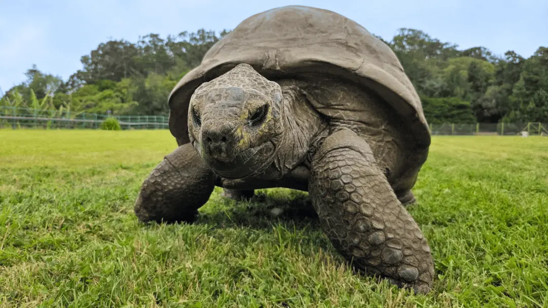 Jonathan a tartaruga Aldabra tem 194 anos, o animal terrestre mais velho conhecido, e isso se deve a 287 variantes gené…