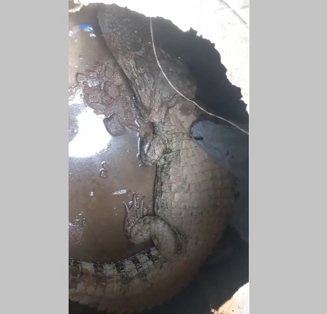 Jacaré adulto foi encontrado na rede de esgoto de Jaconé, em Saquarema. A Guarda Ambiental disse que é comum nessas áre…