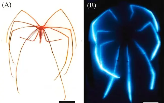 Aranhas-do-mar gigantes da Austrália brilham em azul, estudo mostra que elas podem captar a luz na dieta. É bizarro ver…