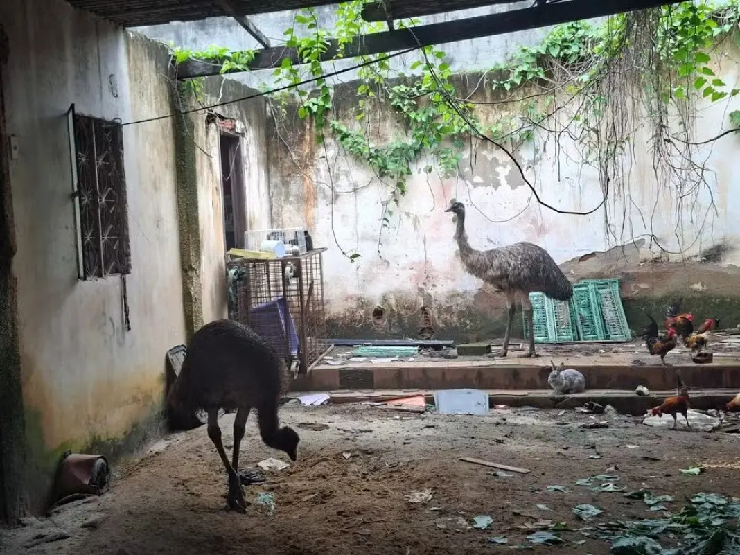 Emu foi resgatado e levado para o BioParque do Rio em São Cristóvão, após ser visto correndo no viaduto da Avenida Artu…