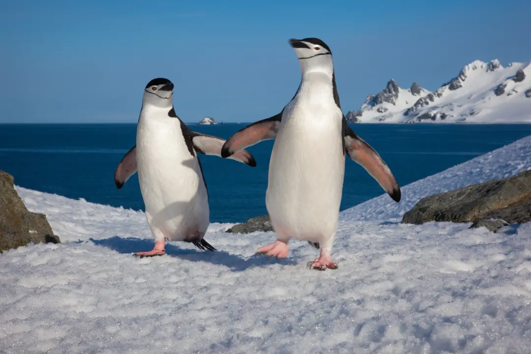 Mais de meio milhão de pinguins-de-barbicha sumiram da colônia de Zavodovski, ilha no Atlântico Sul. É um colapso que p…