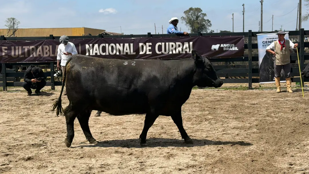 Cabanha Recalada de Capão do Leão venceu o Grande Campeonato Individual de Curral Angus na Expofeira de Pelotas. A vaca…