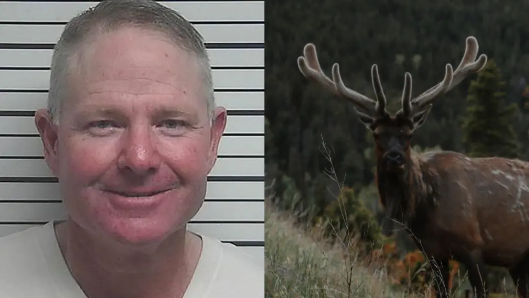 Wyoming, nos Estados Unidos, condenou um ex inspetor de gado a 30 dias de prisão por maus tratos contra um alce. A cond…