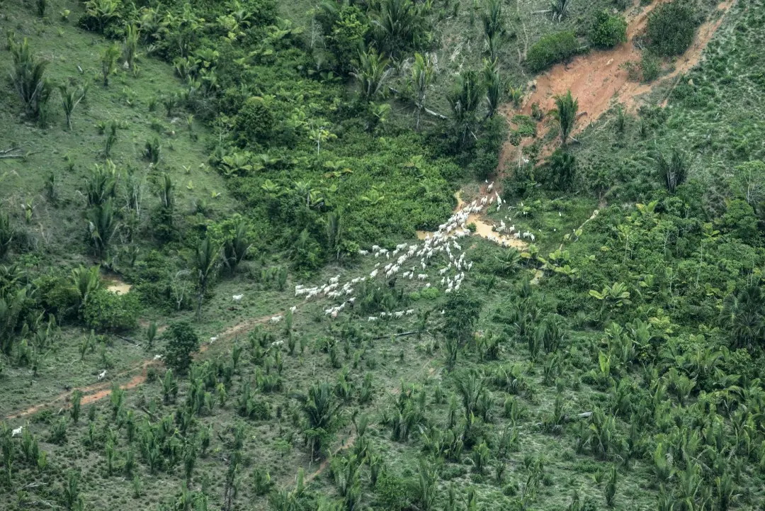Piripkura, em Juína/MT, teve a Justiça Federal determinando a desintrusão de ocupantes ilegais na terra indígena. A dec…
