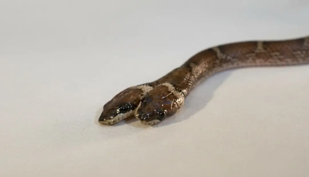 Cobra-lobo de duas cabeças foi resgatada em Dhanpur, Gujarat, Índia. O animal, de 12 a 15 centímetros, chama atenção po…