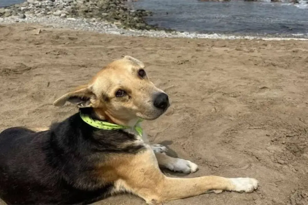 Vaguito, o cão peruano, espera na praia de Punta Negra todos os dias. Manter a rotina dele nesse ambiente é importante,…