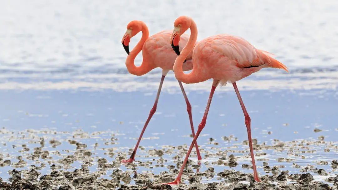 Galapagos, Ilhas, iguanas e papagaios usam pigmentos de dieta, os carotenoides, pra ter cores vibrantes. O sistema imun…