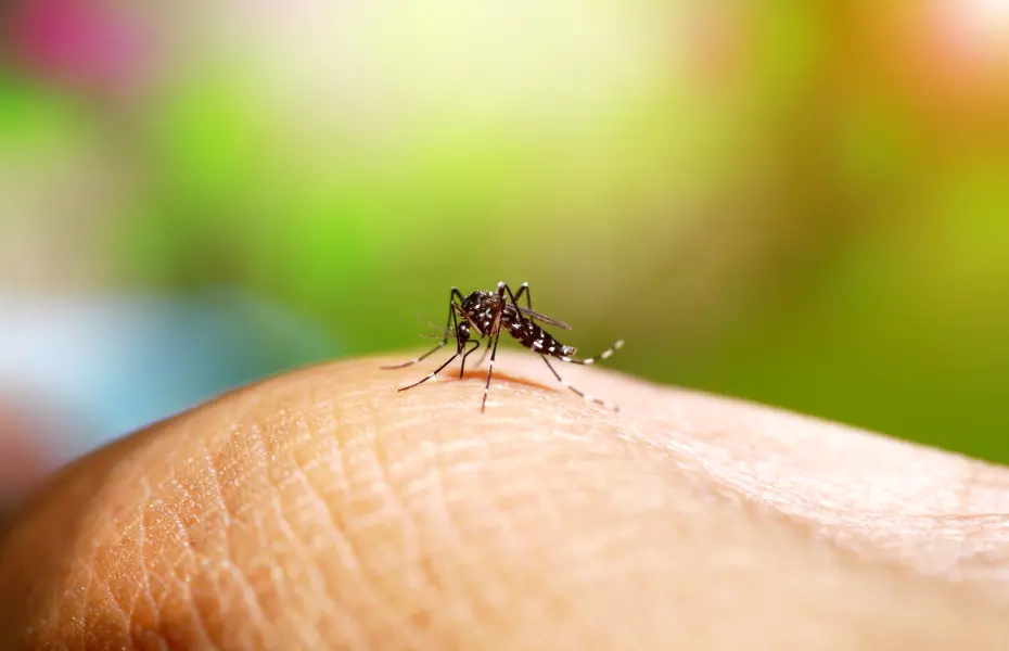 Tempo instável em São Paulo com chuva e calor pode ajudar a criar criadouros de mosquito. É bom ter cuidado, porque águ…