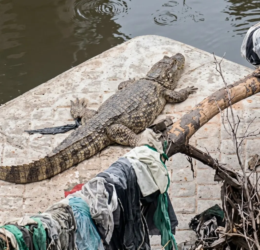 Rio Pavuna, Zona Norte, teve um jacaré deitado em colchão na manhã de quinta. A cena mostra o animal bem tranquilo apro…