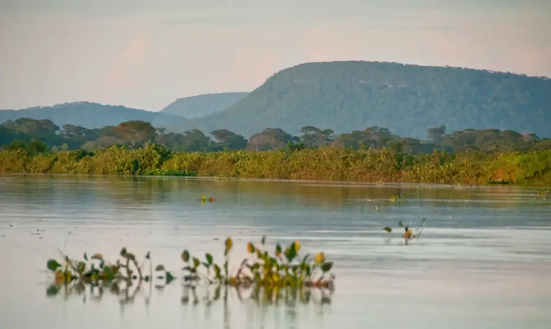 13,9 milhões de hectares de vegetação nativa nas margens dos rios do Cerrado foram perdidos em 40 anos. A área equivale…