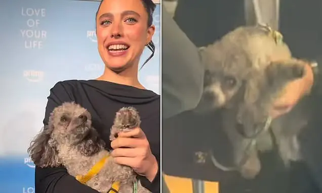 Margaret Qualley e o cachorro dela causaram um momento engraçado no tapete vermelho em Nova York, durante a estreia do …