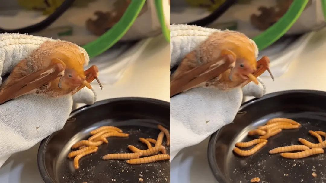 Um morcego vermelho raro de Maine foi resgatado da orla e hoje tá comendo larvas de farinha. A recuperação dele tá indo…