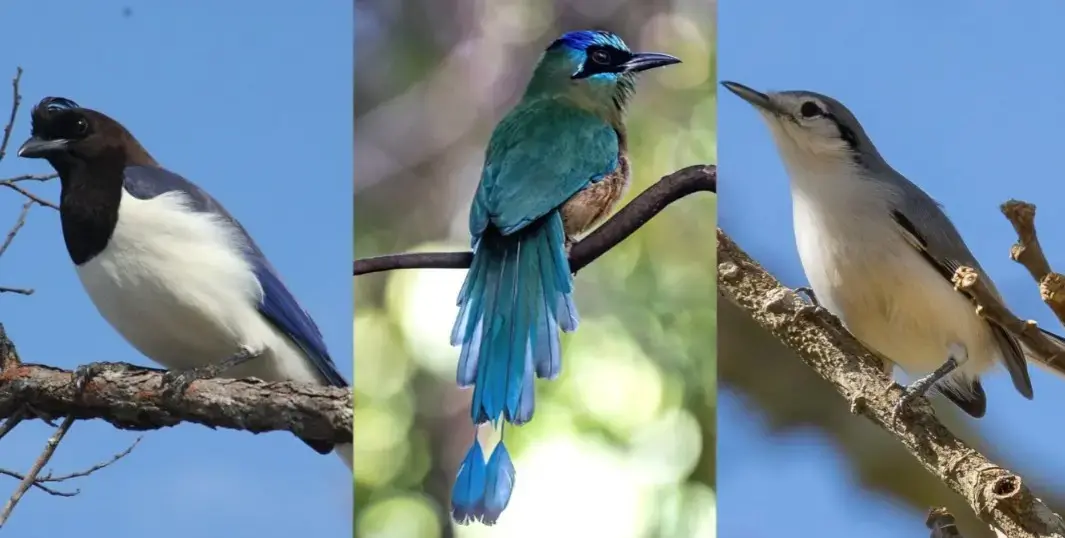 Evento gratuito de observação de aves rola em Goiânia neste sábado, 10, às 7h na Piscicultura Frutos dÁgua. É a chance …