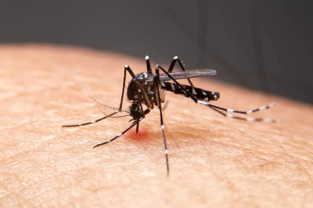 Quase metade dos municípios brasileiros, 49,2%, tá em alerta ou risco com o Aedes aegypti. Mesmo com queda de 70% nos c…