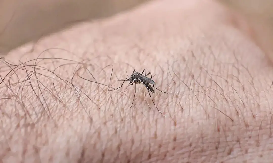 Quase metade dos municipios brasileiros ta em alerta pro Aedes Aegypti, com vasos de planta e lixo sendo os principais …