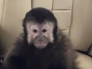 Macaco-prego que invadiu casas morre na Bahia, e um ex-deputado suspeita de envenenamento. A natureza invade nosso espa…