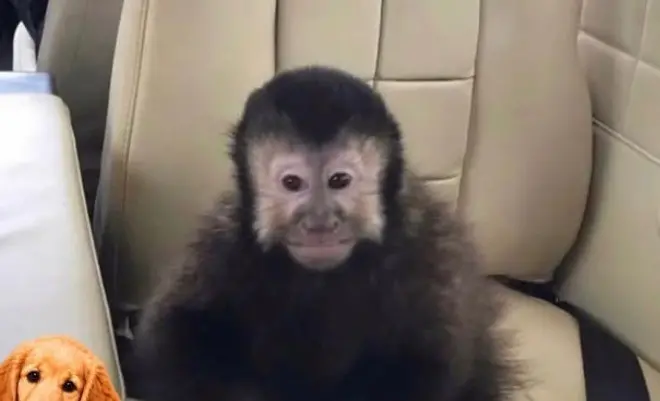 Macaco-prego que invadiu condomínio no Paralela bebeu álcool 70% e foi encontrado ferindo cinco pessoas. A suspeita de …