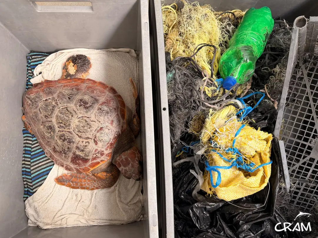 Tortuga Atenas, com 6 quilos, sobreviveu arrastando 3,5 quilos de lixo marinho engatado na asa. A recuperação foi possí…