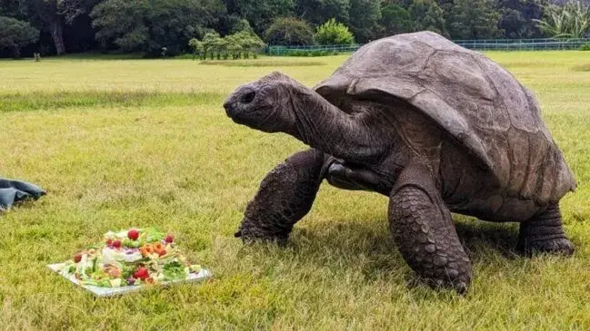 Jonathan, jabuti de Aldabra, atingiu 194 anos, sendo o animal terrestre mais velho do mundo. A descoberta do genoma des…
