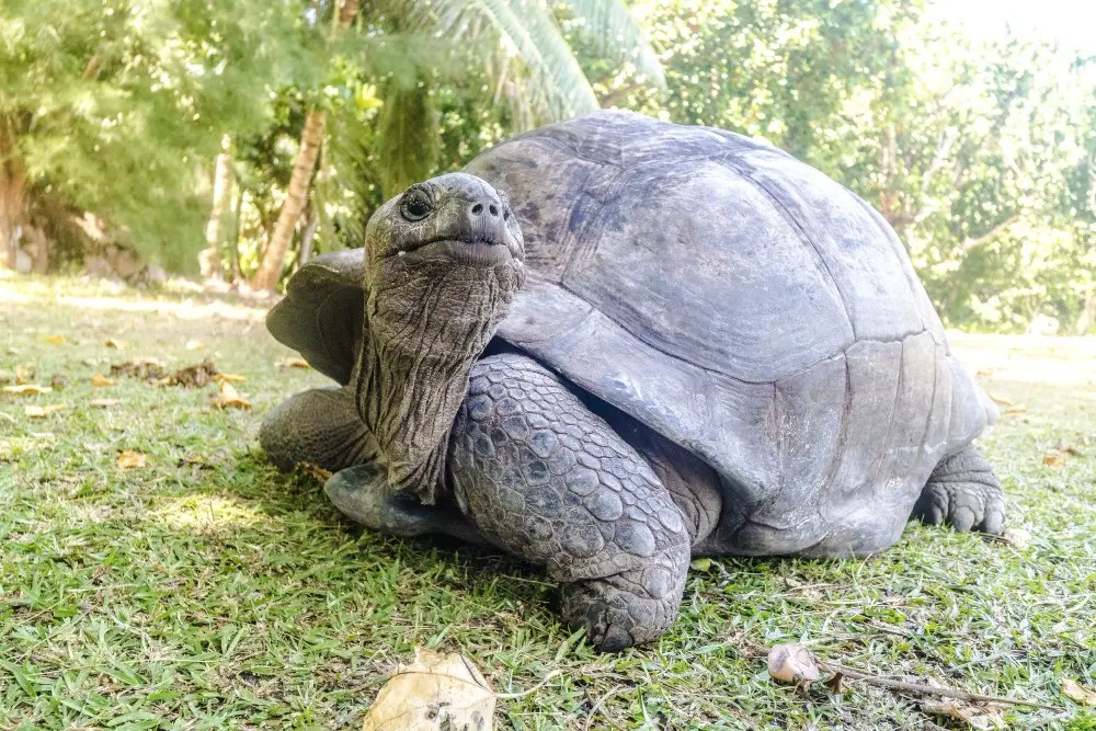 O atol de Aldabra, nas Seychelles, tem quase 183 mil tartarugas gigantes, mais que a população humana do país. Esse núm…