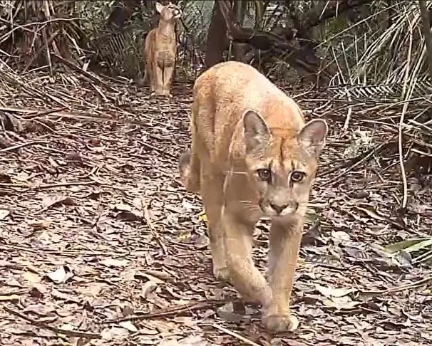 Cachoeiras de Macacu, no Rio, teve o avistamento de um casal de onças-pardas na Mata Atlântica. A presença desses felin…