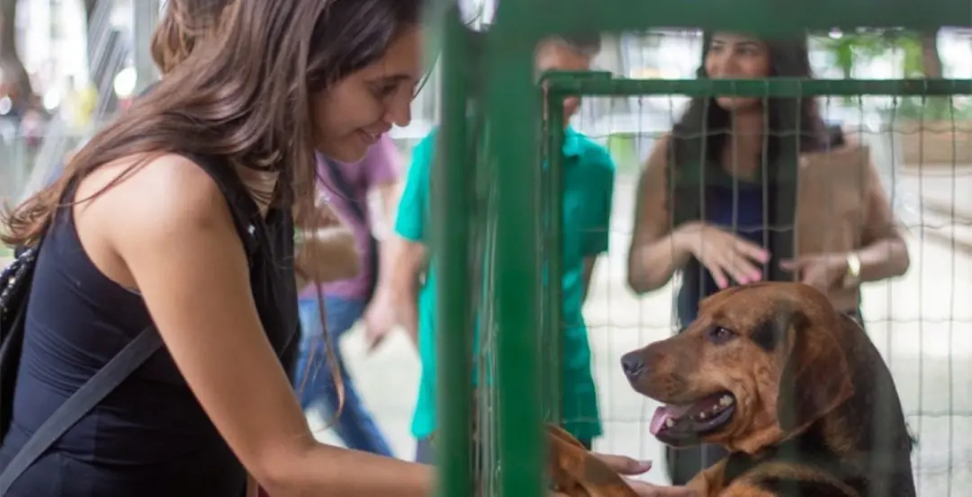Juiz de Fora abriu cadastro de voluntários para acolher e transportar animais em emergências. A rede de apoio prevê lar…