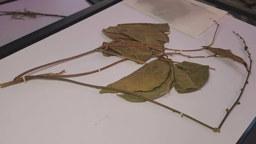 Herbário da Ueap mantém mais de 10 mil amostras de plantas no Amapá. Essa catalogação é um arquivo vivo que protege a m…
