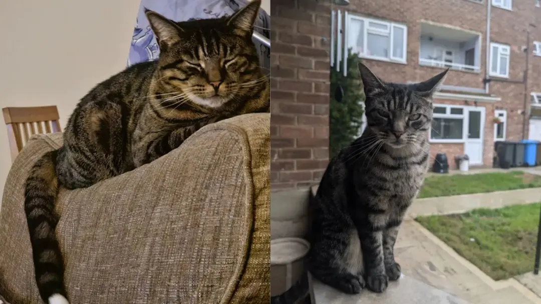 Cauda decepada de gato achada na caixa de correio em Hull, Reino Unido. Três pessoas foram presas por envolvimento no c…