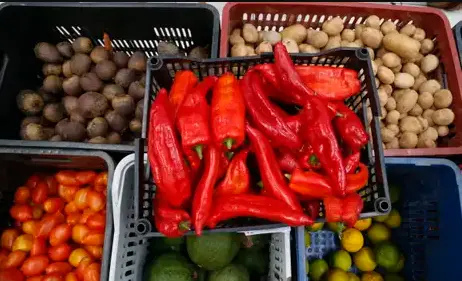 0,56% no IPC-Fipe da primeira quadrissemana de outubro. A aceleração veio com Alimentação subindo 0,95% e Despesas Pess…