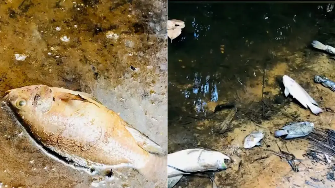 Centenas de peixes mortos em igarapé na zona rural de São Luís. Moradores da Terra do Rumo suspeitam de contaminação da…