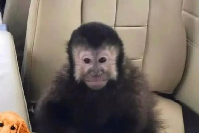 Condomínio Alphaville 2, em Salvador, teve um macaco-prego ferido e 5 pessoas machucadas após a invasão na segunda. O d…