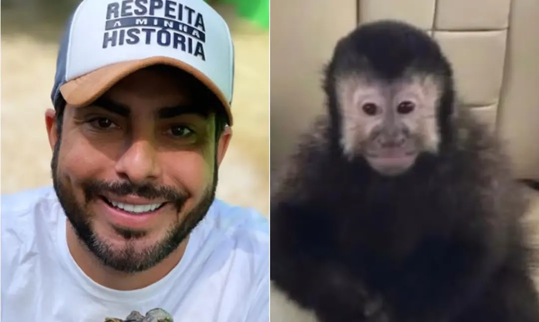 Macaco-prego do ex-deputado Marcell Moraes foi achado morto em Salvador, Bahia, após invadir casas de um condomínio. A …