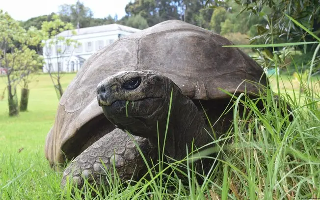 Jonathan, tartaruga de 194 anos, é o animal terrestre mais velho do mundo, e ele sobreviveu a duas guerras mundiais e p…