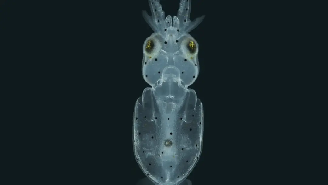 Mais de centenas de células sensoriais espalhadas por todo o corpo de lulas foram descobertas pelos cientistas da Case …