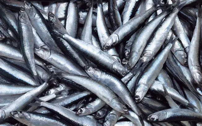Quase 60% dos descartes no mar são da pesca de arrasto. Essa técnica com redes enormes mexe com o fundo do mar e captur…