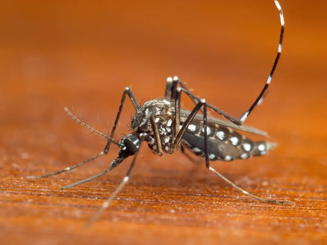 Alerta da Secretaria de Saúde de SP foca em eliminar água parada, risco de dengue e chikungunya com calor e chuva. É um…