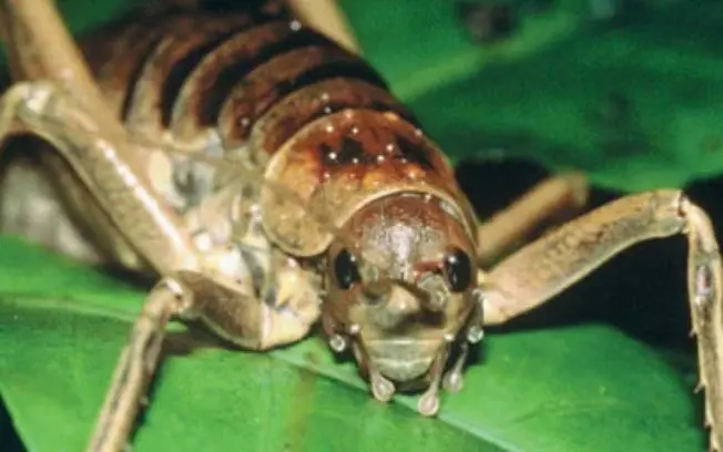 Nova Zelândia: o wētāpunga, inseto gigante, saiu de lista de extinção com 11 mil soltos em áreas protegidas. A melhora …