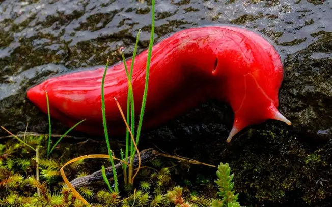 Narrabri, Austrália, vai ter estátua de até 20 metros em homenagem a uma lesma rosa rara. Acho uma sacada ousada transf…