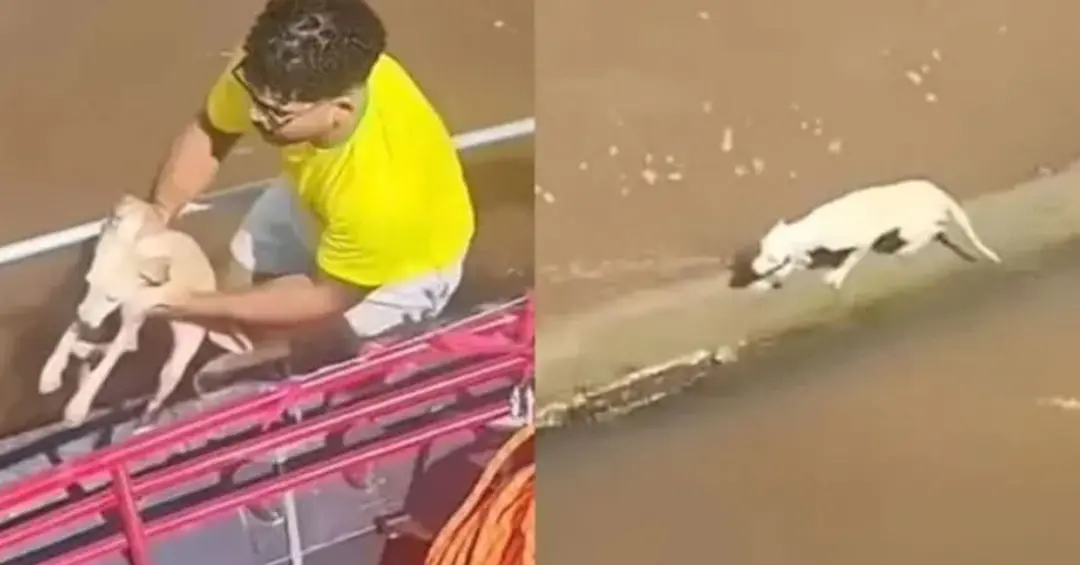 No Rio Amazonas, no Pará, pescadores resgataram um cachorro que estava sobre um tronco levado pela correnteza. Ver o an…