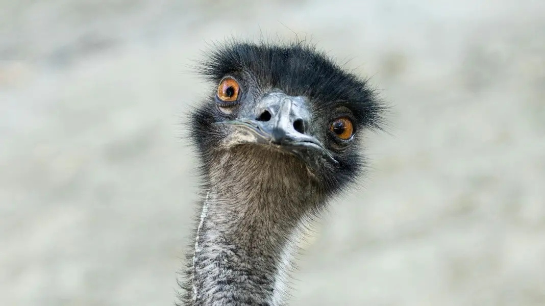 Emu correndo no viaduto da Avenida Artur Rios, no Rio de Janeiro. A Patrulha Ambiental resgatou os dois animais, que fu…