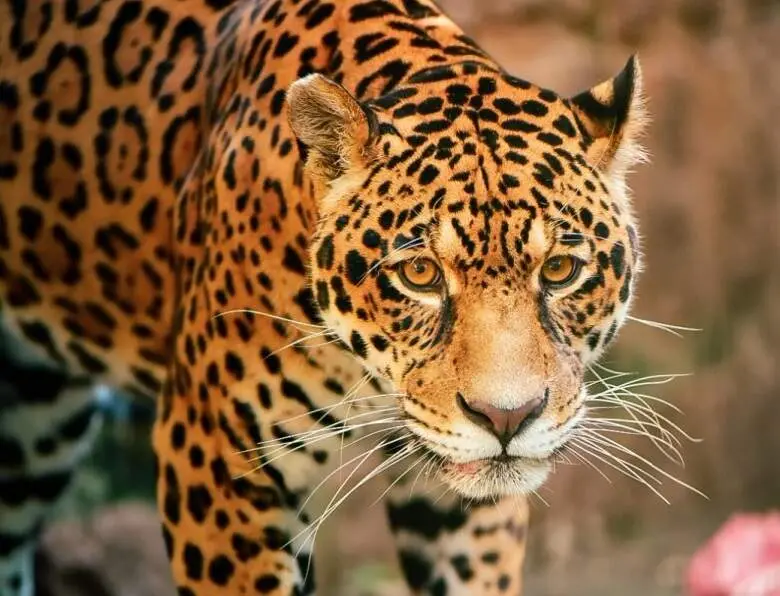 Zoológico de Sapucaia do Sul estará aberto nesta segunda, Dia das Crianças, com ingresso de R$ 10. É uma boa opção de l…