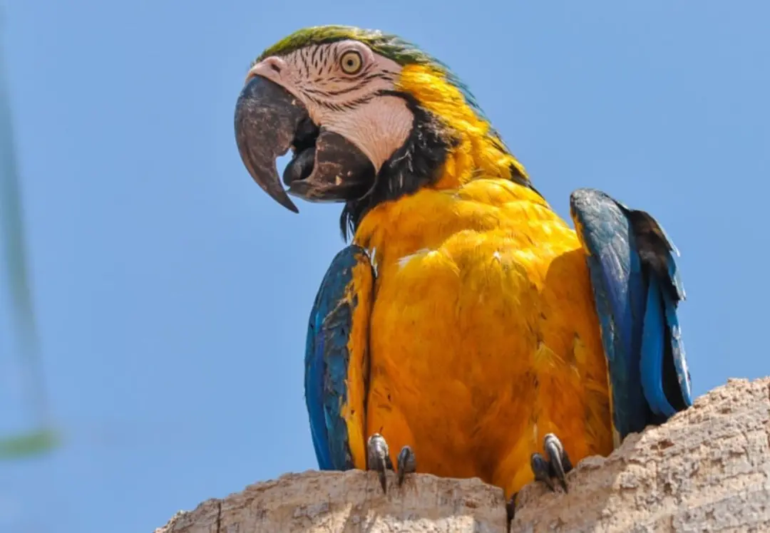 Tocantins tem a arara-canindé como símbolo, com seu amarelo, azul e branco encantando as ruas do cerrado. A presença da…