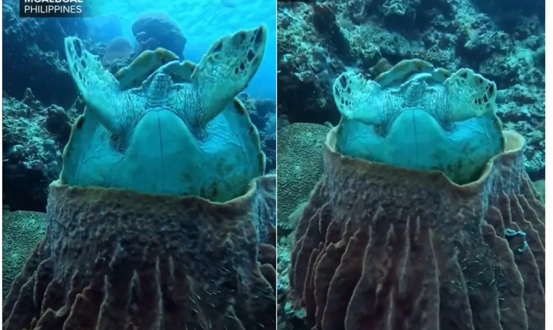 Filipinas, Moalboal: tartaruga-marinha flagrada dormindo de cabeça para baixo dentro de uma esponja gigante. Parece um …