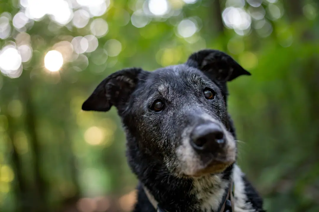 Cães idosos podem ajudar na pesquisa do Alzheimer nos próximos anos. Pesquisadores enfrentam dificuldade pois a doença …