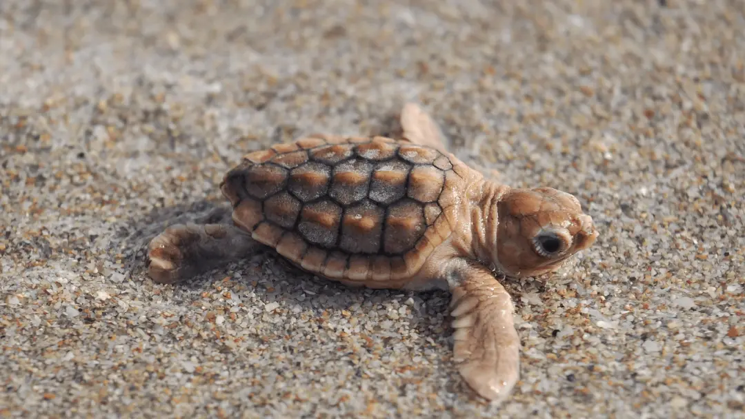 Um filhote de tartaruga loggerhead na Flórida teve uma coloracao rara, tipo especiarias de abóbora. É um achado curioso…