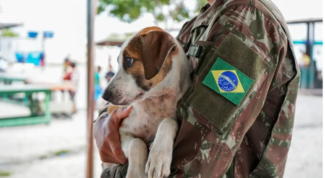 Publicação de Alice Carvalho Fernandes