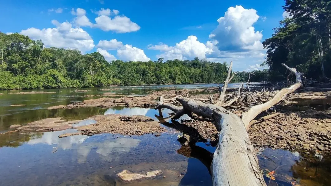 Setenta e cinco por cento das áreas de florestas tropicais enfrentaram seis meses de seca e calor durante o El Niño. Is…