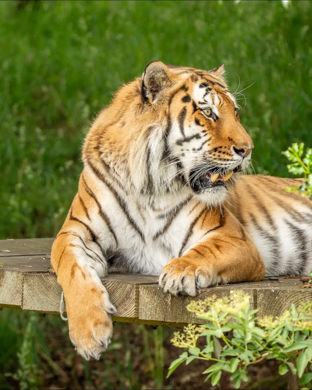 Yorkshire Wildlife Park, na Inglaterra, registrou a morte de um homem após ele entrar no recinto de tigres. A invasão g…
