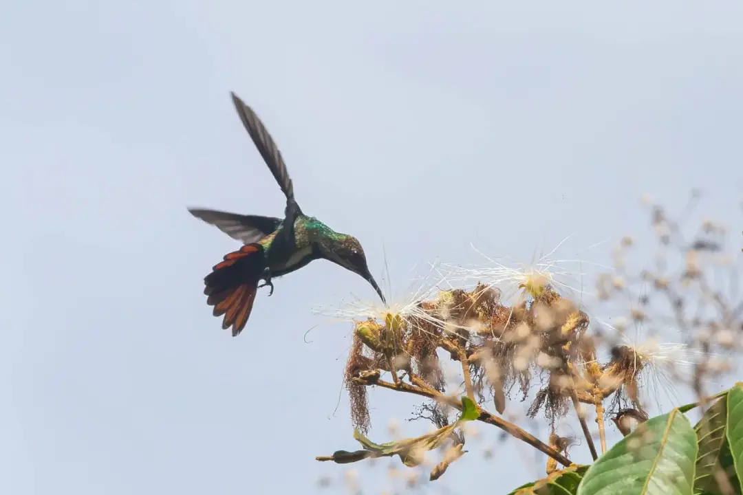 87 espécies de aves foram registradas em Goiânia durante o Global Big Day. É um esforço de ciência cidadã que aproxima …